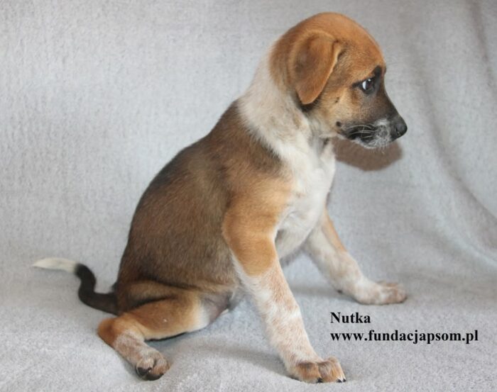 Nutka - obrazek 6