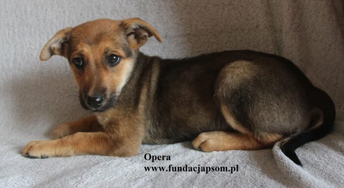 Opera - obrazek 4