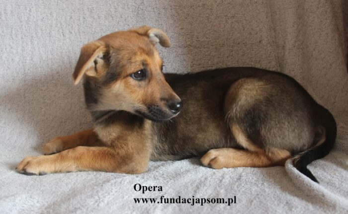 Opera - obrazek 5