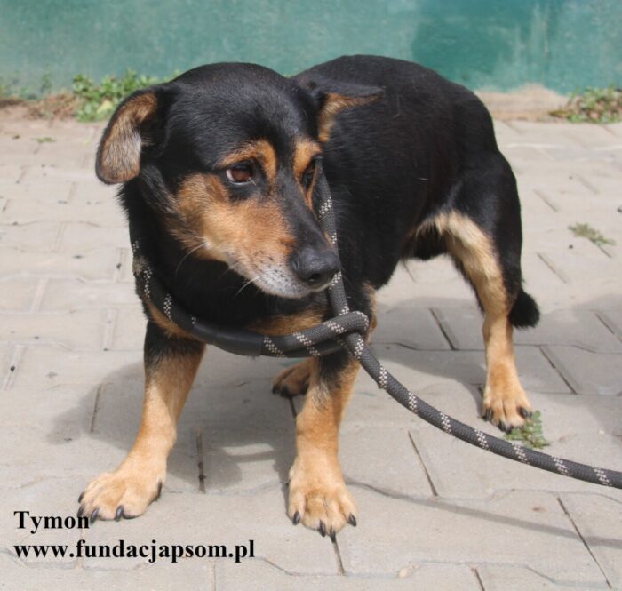 Tymon