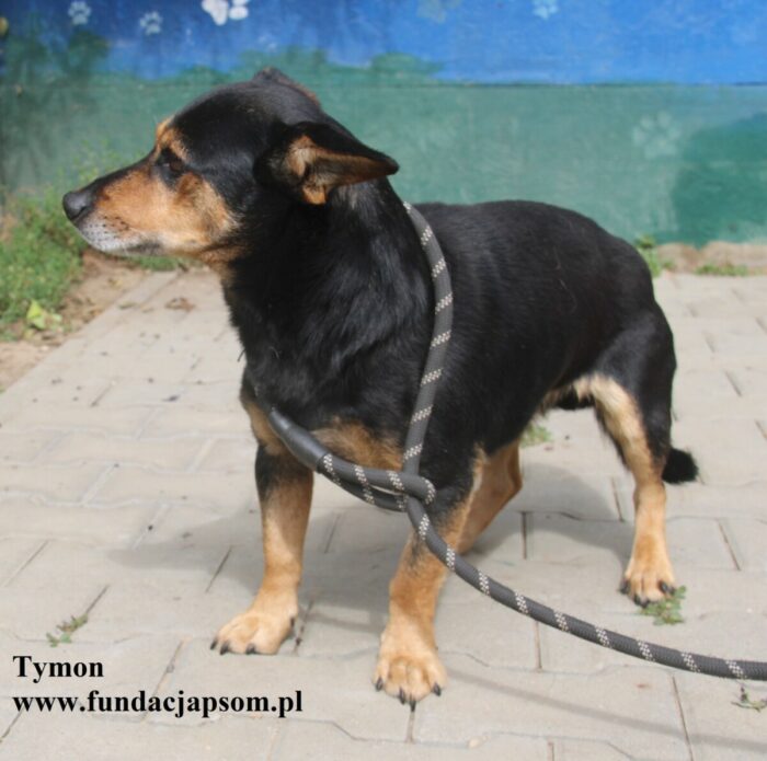 Tymon - obrazek 3