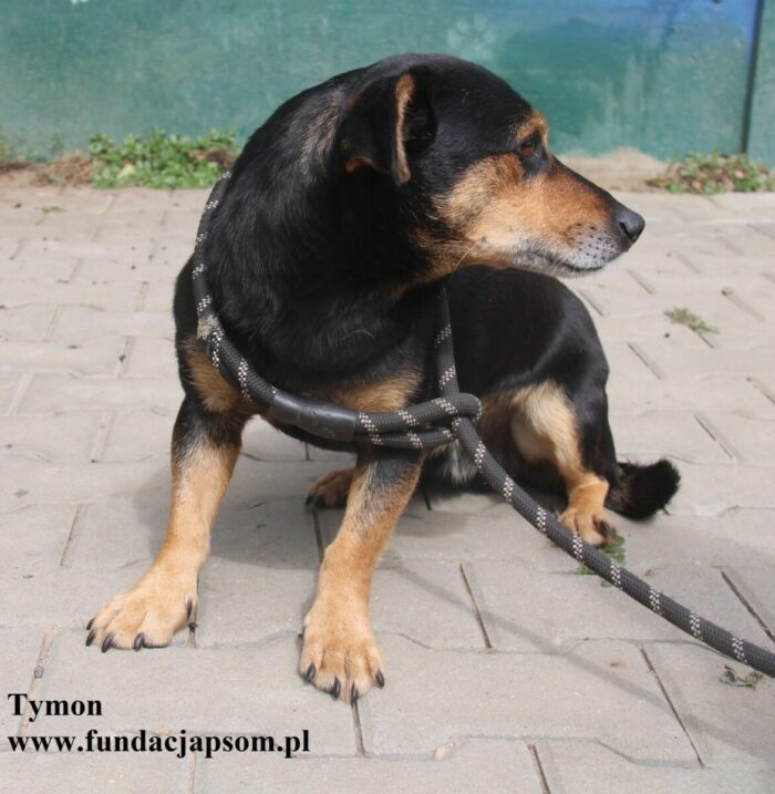 Tymon - obrazek 4