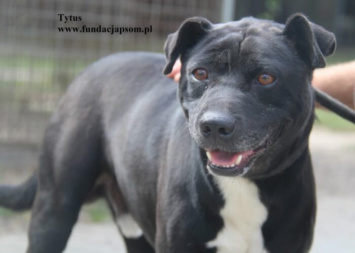 Tytus
