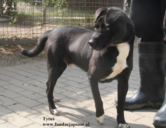 Tytus - obrazek 4