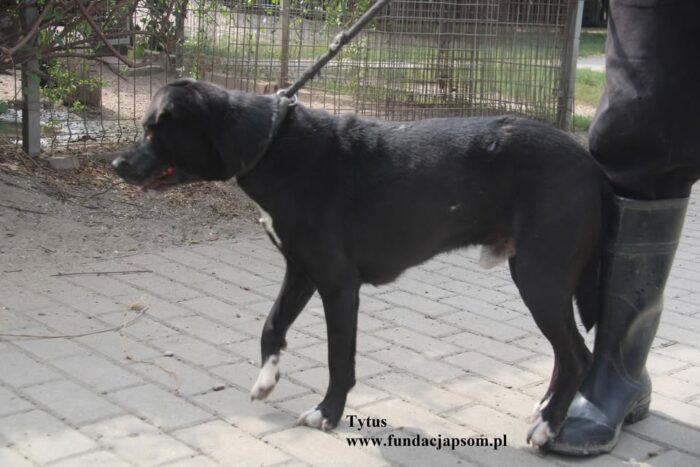 Tytus - obrazek 5