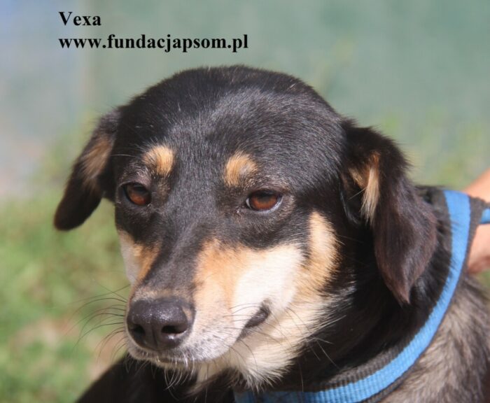 Vexa
