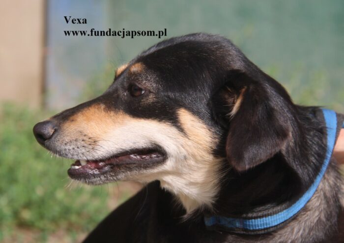 Vexa - obrazek 3
