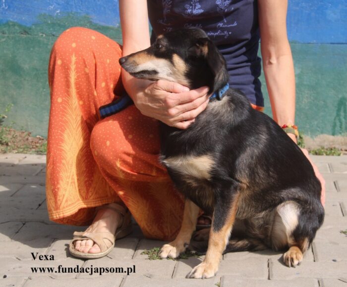 Vexa - obrazek 5