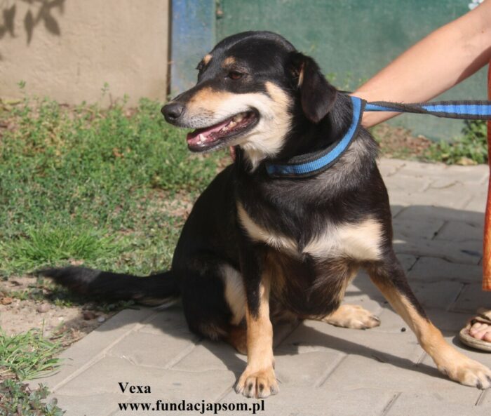 Vexa - obrazek 6