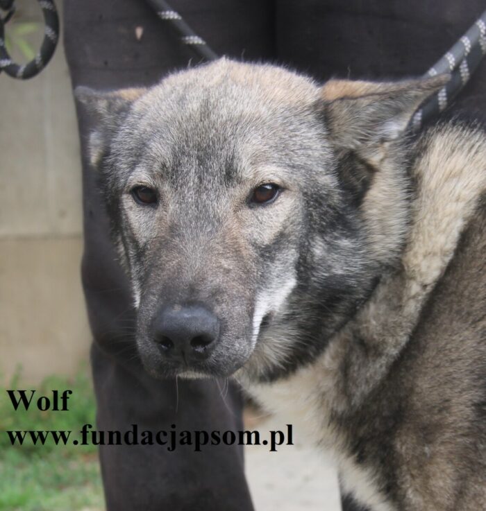 Wolf