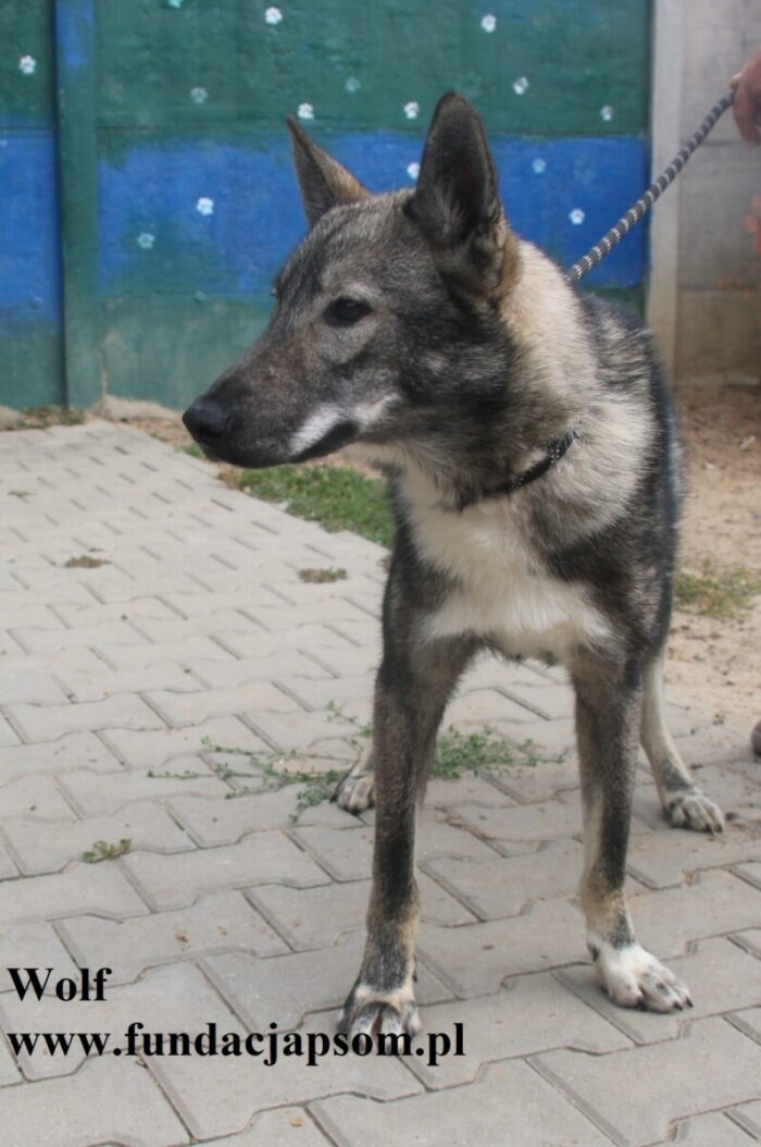 Wolf - obrazek 2