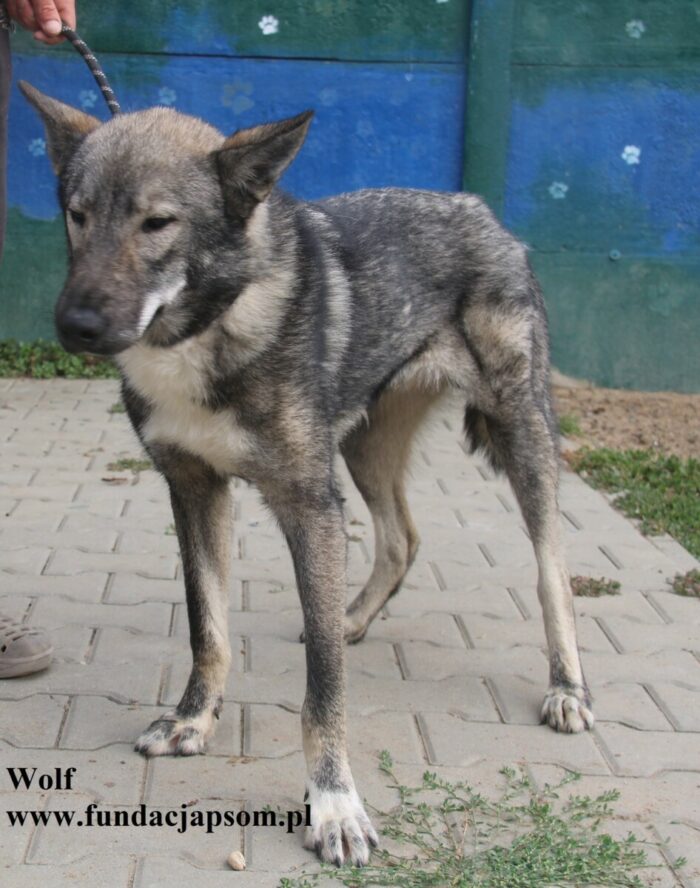 Wolf - obrazek 3