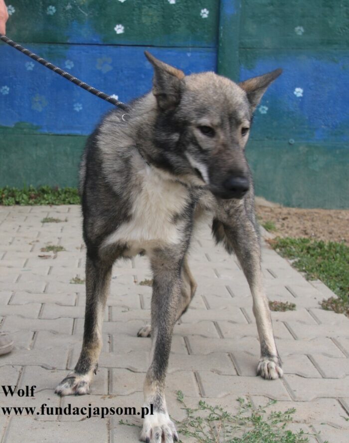 Wolf - obrazek 4
