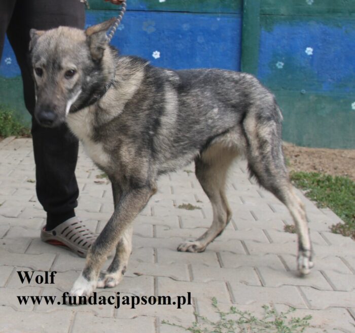 Wolf - obrazek 5