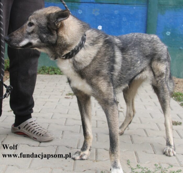Wolf - obrazek 6