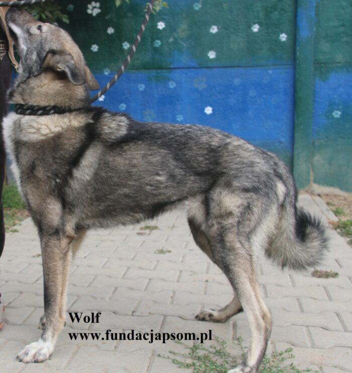 Wolf - obrazek 7