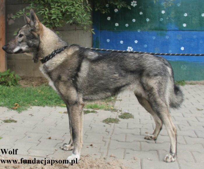 Wolf - obrazek 8