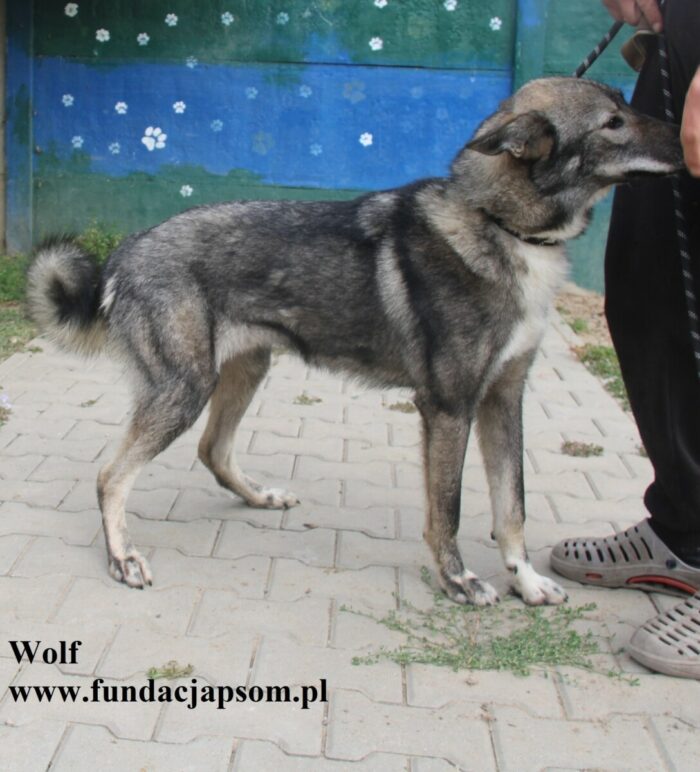 Wolf - obrazek 9