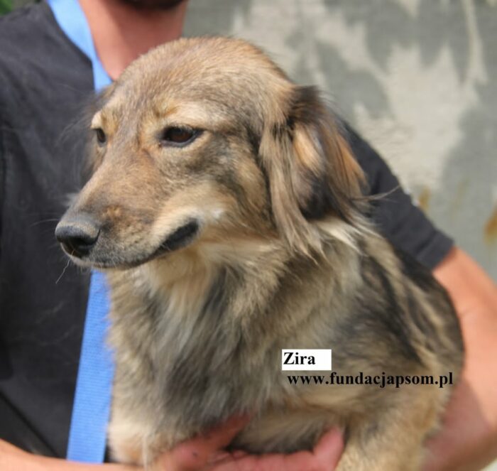 Zira
