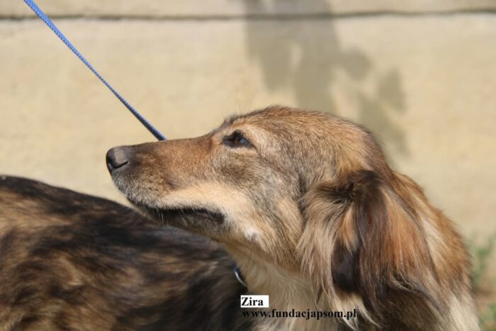 Zira - obrazek 8