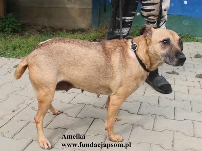 Amelka - obrazek 4