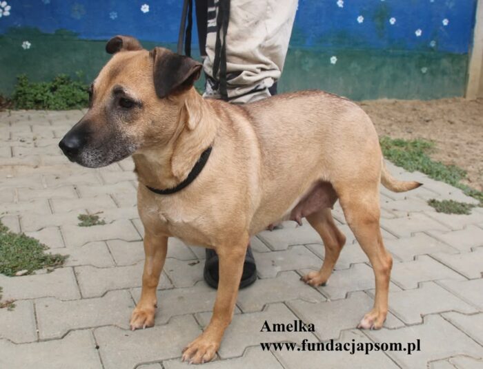 Amelka - obrazek 7