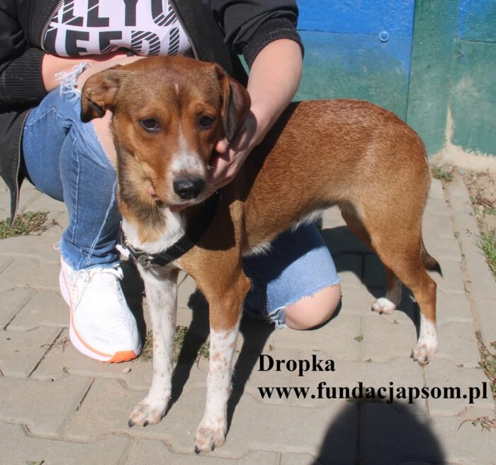 Dropka - obrazek 4