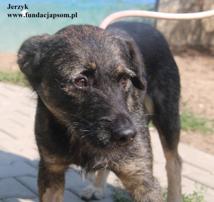 Jerzyk
