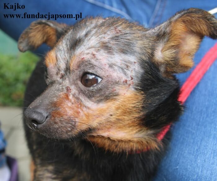 Kajko
