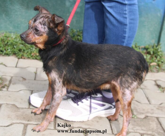 Kajko - obrazek 5