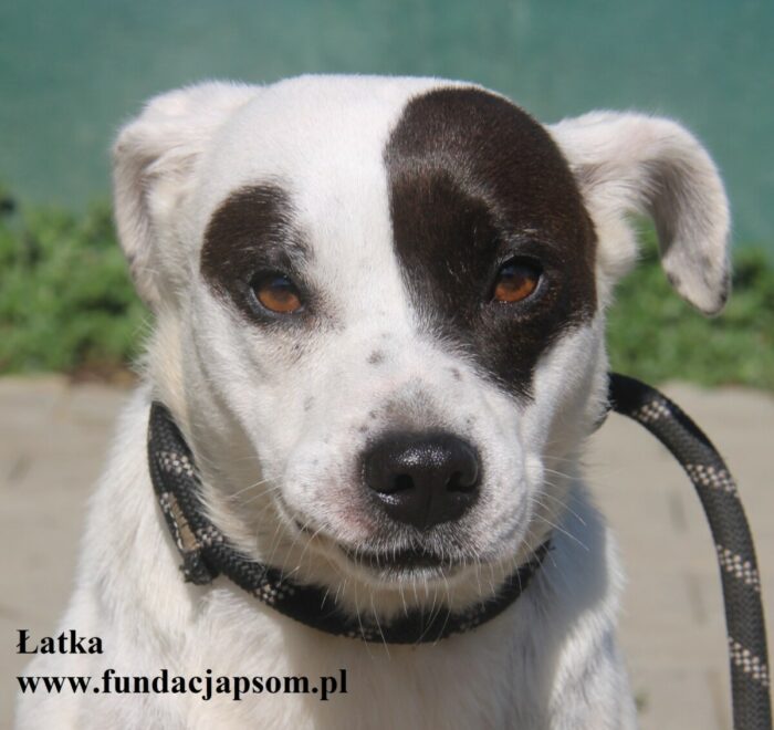 Łatka