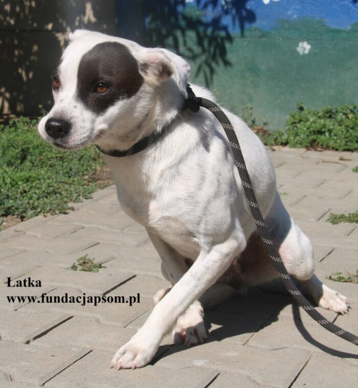 Łatka - obrazek 3