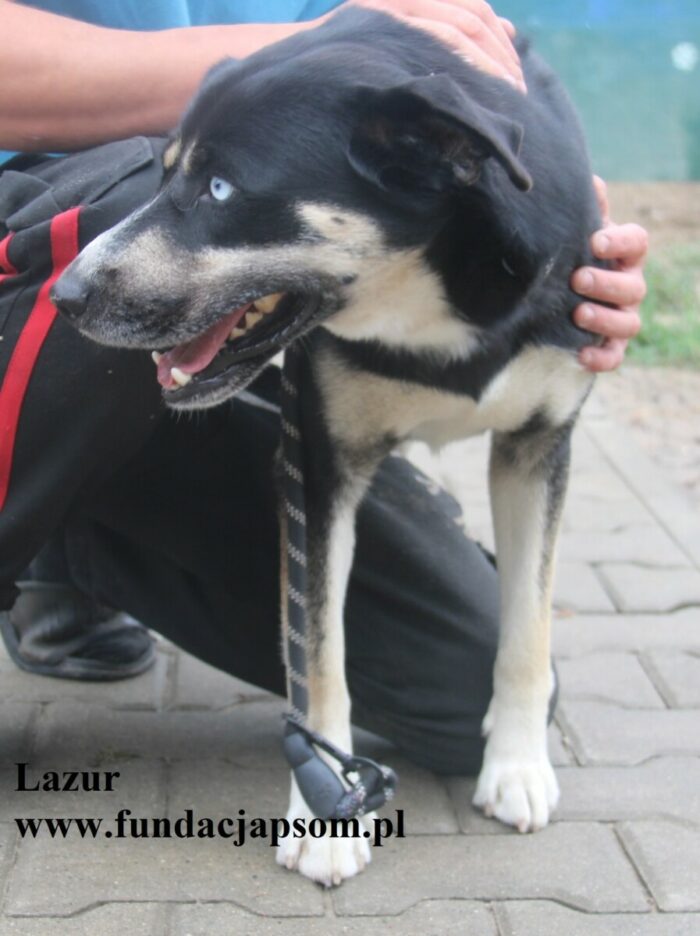 Lazur - obrazek 5