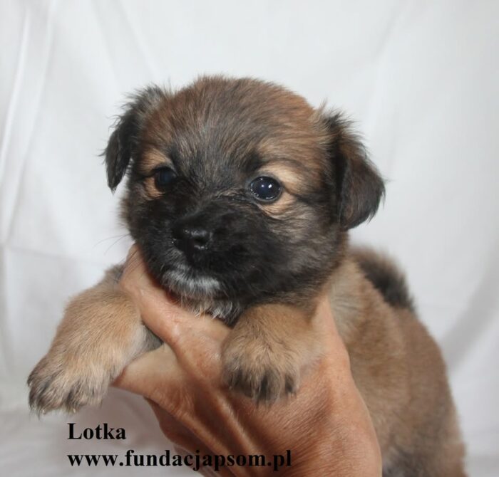 Lotka
