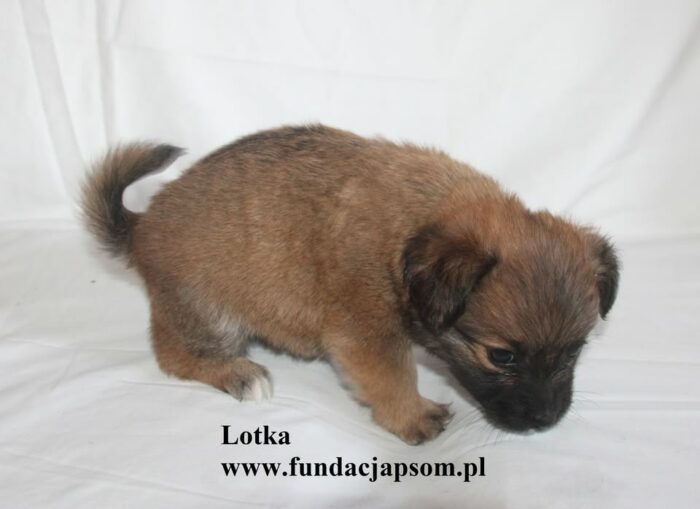 Lotka - obrazek 4