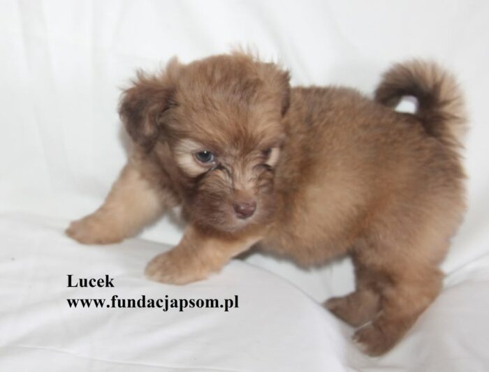 Lucek - obrazek 4