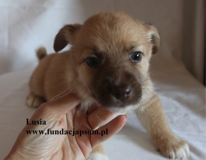 Lusia - obrazek 4