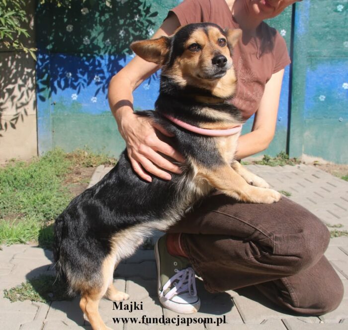Majki - obrazek 5