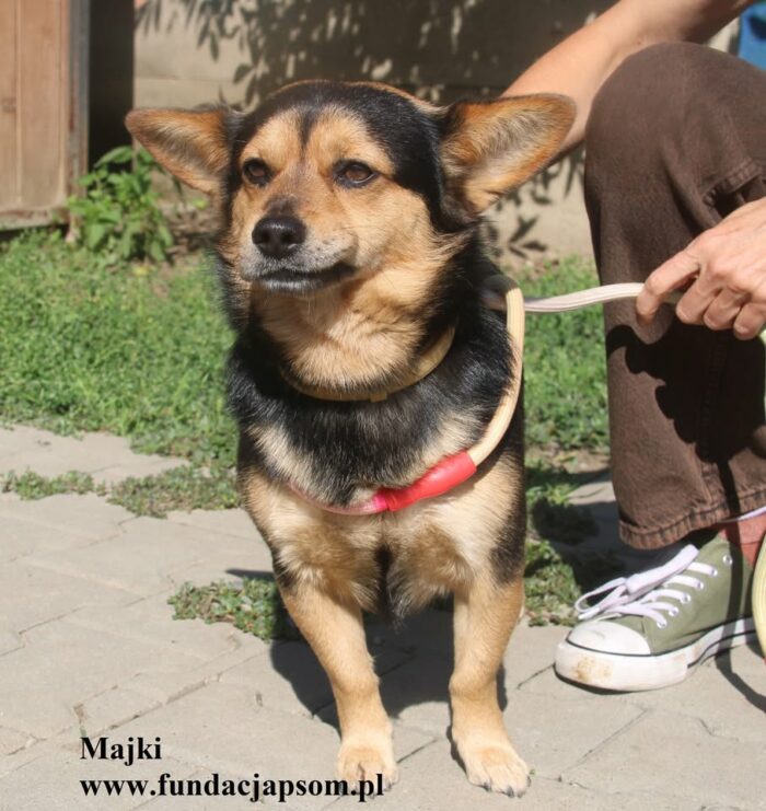 Majki - obrazek 7