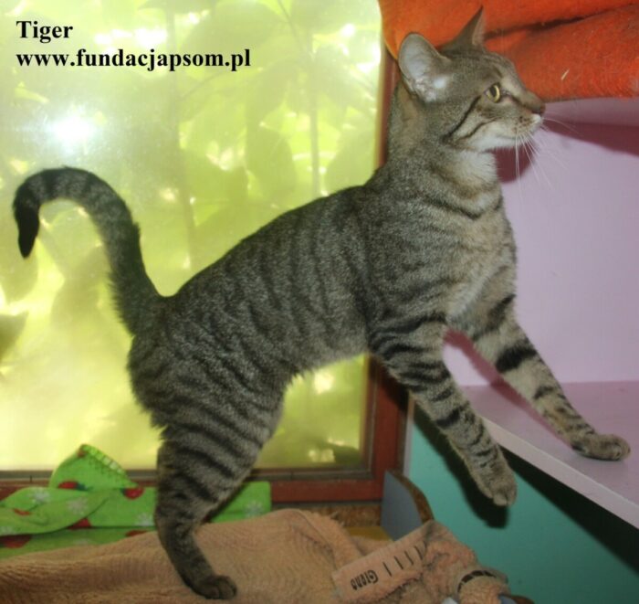 Tiger - obrazek 6