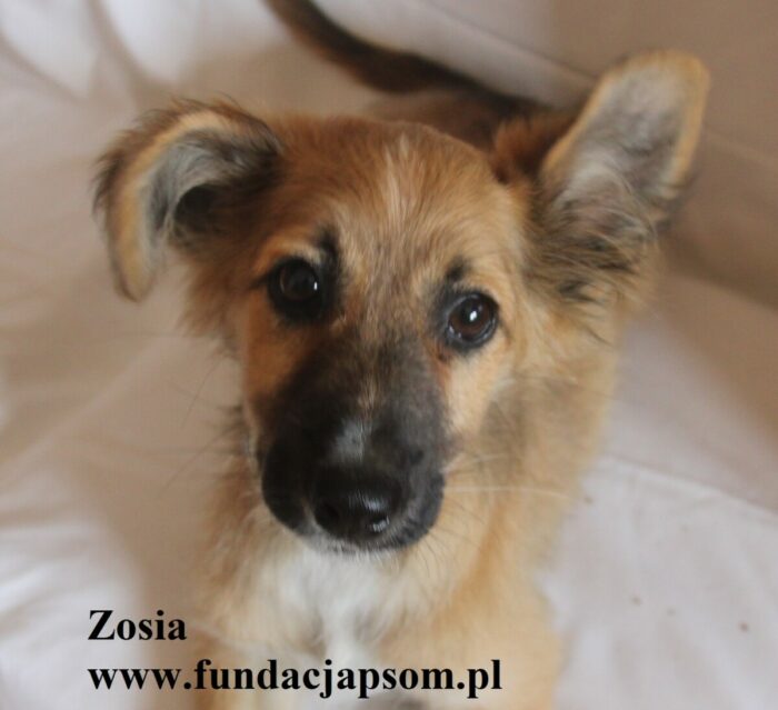 Zosia