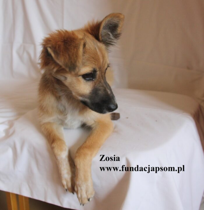 Zosia - obrazek 2