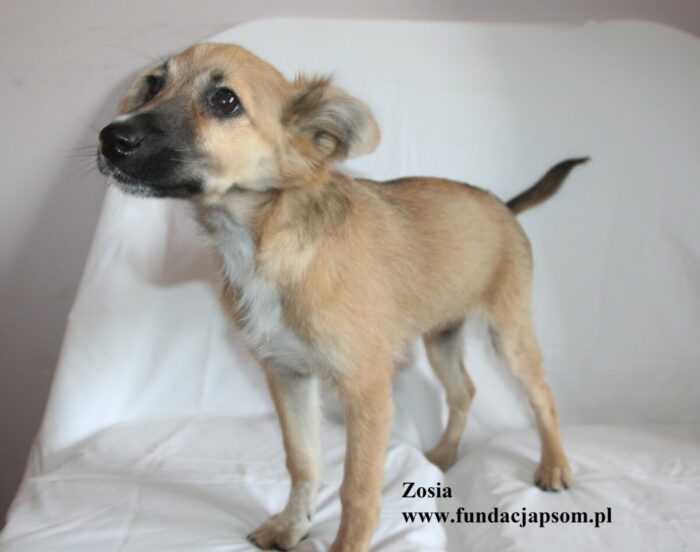 Zosia - obrazek 3