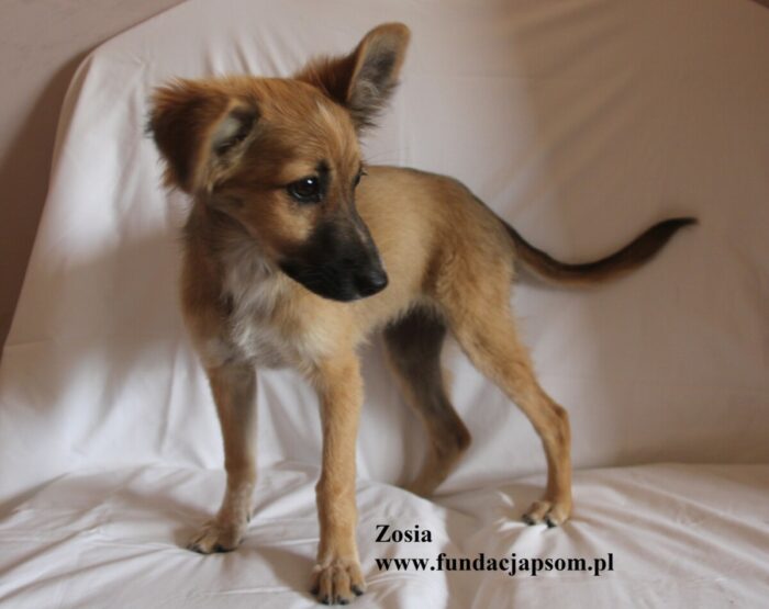 Zosia - obrazek 4