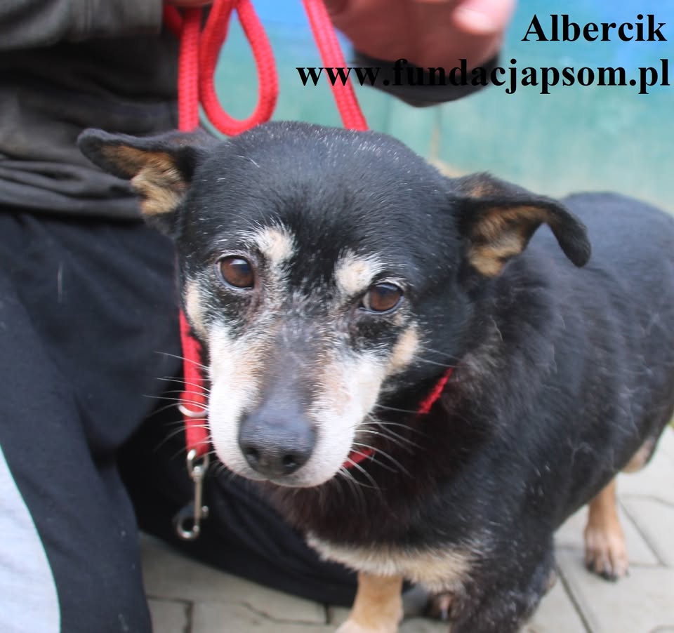 Albercik