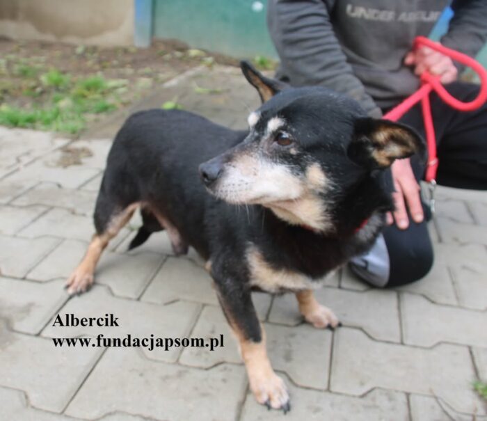 Albercik - obrazek 4