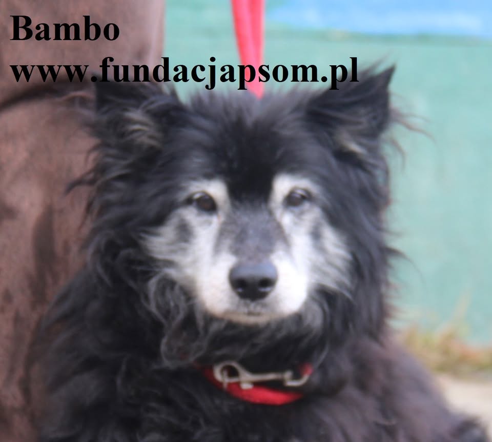 Bambo