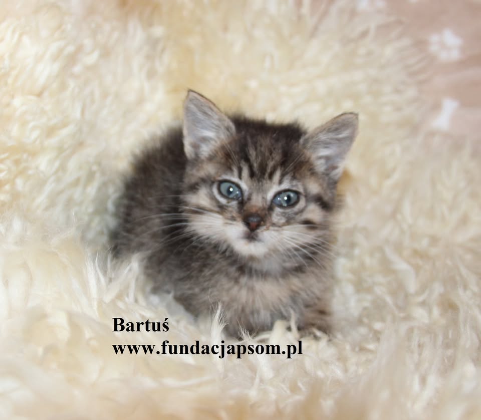 Bartuś