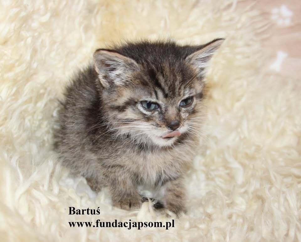 Bartuś - obrazek 3