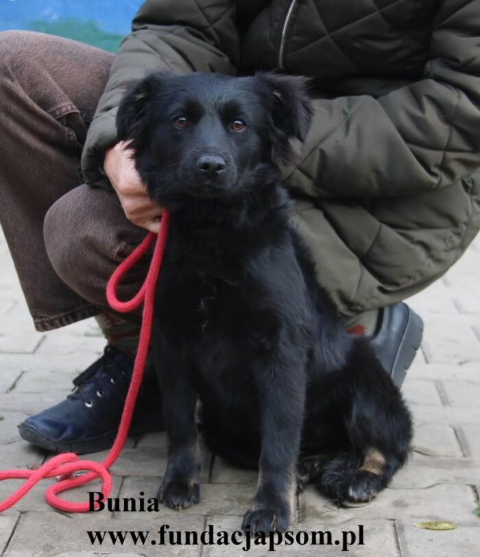 Bunia - obrazek 3